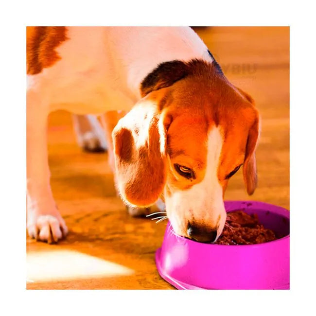 round Shaped food bowl Pet Plastic food bowl (Random Color)