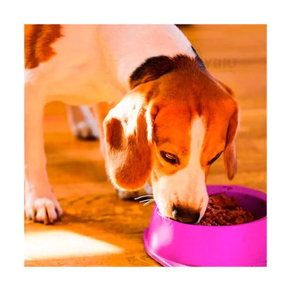 round Shaped food bowl Pet Plastic food bowl (Random Color)
